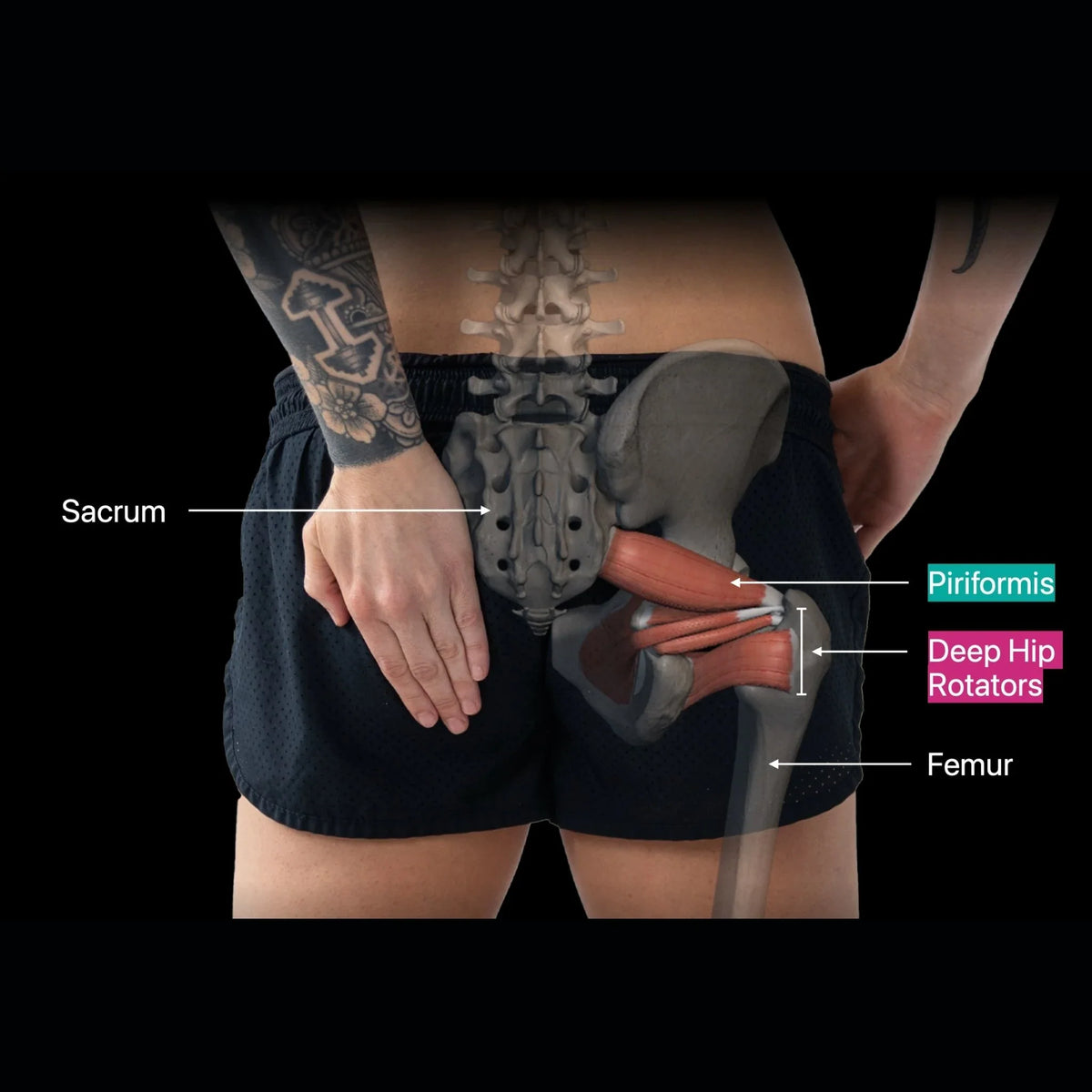 Orbit® 4-Inch Hip Flexor & Psoas Release Ball – Relief for Low Back Pain, Sciatica & Tight Glutes